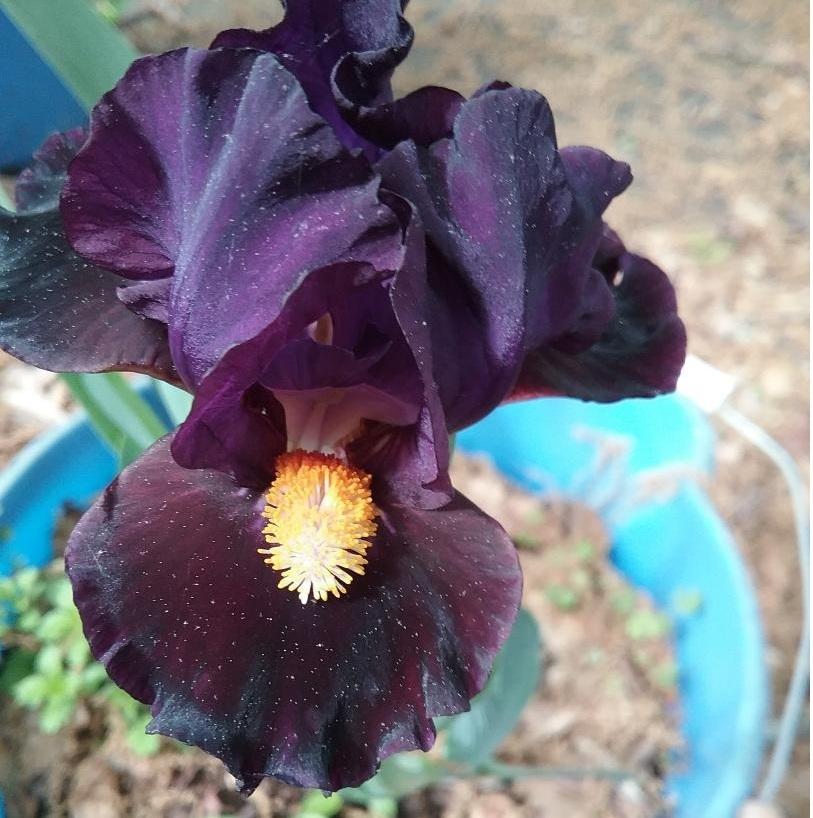 Irises forum Bonnie's Bloomers a.k.a. Fellowship of the