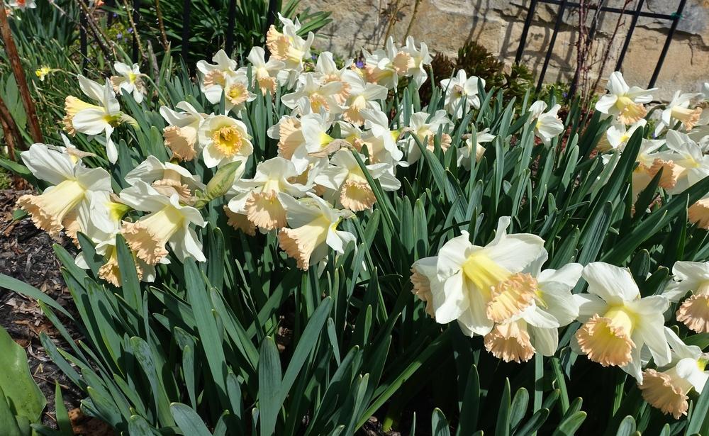 Photo of the entire plant of Trumpet Daffodil (Narcissus 'British