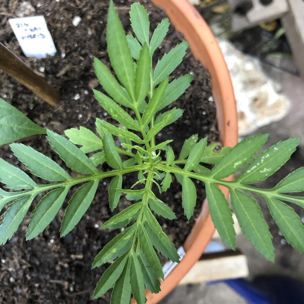 Yellowing marigold leaves in the Ask a Question forum