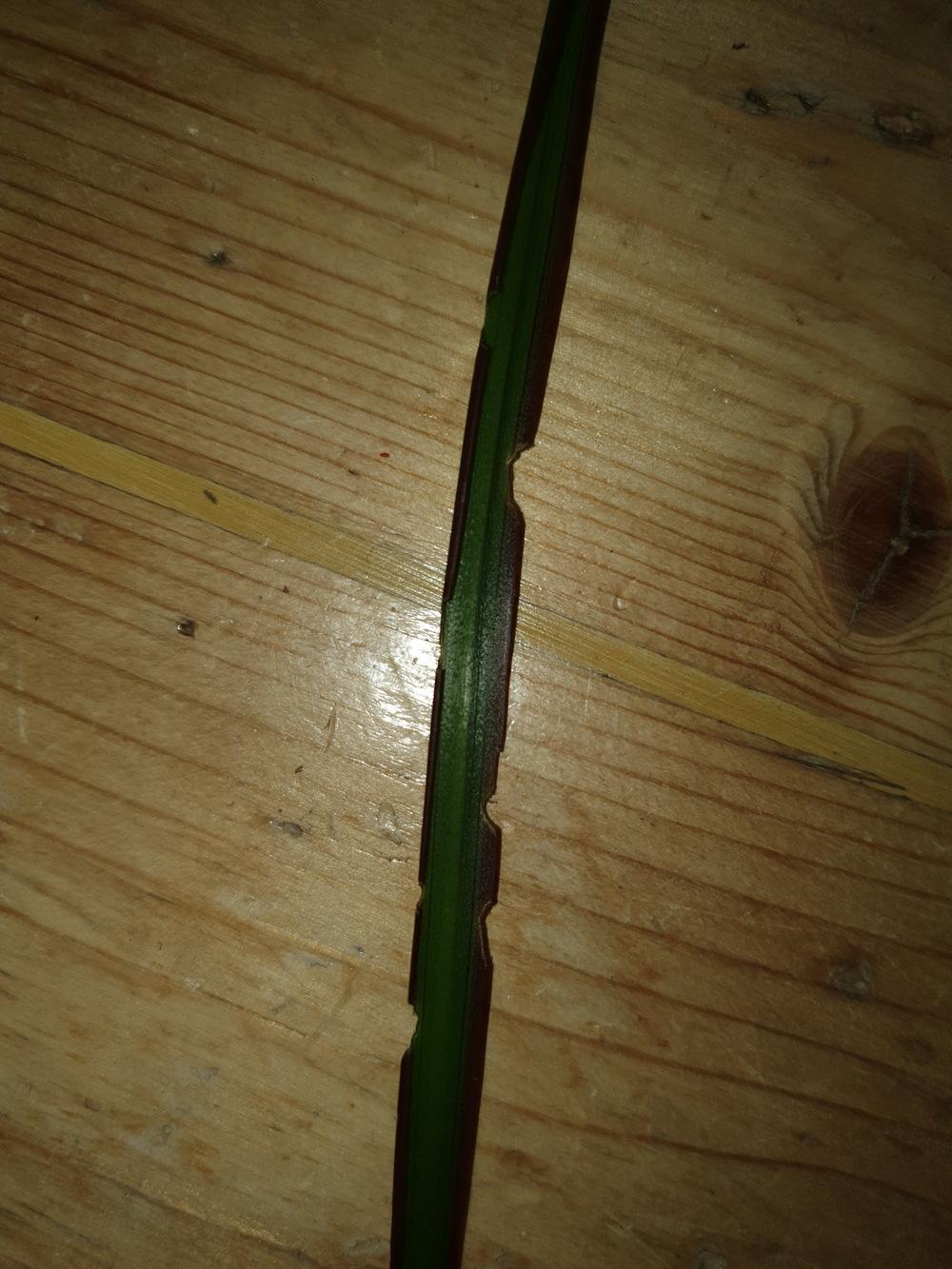 What's eating my dragon tree?! in the Ask a Question forum