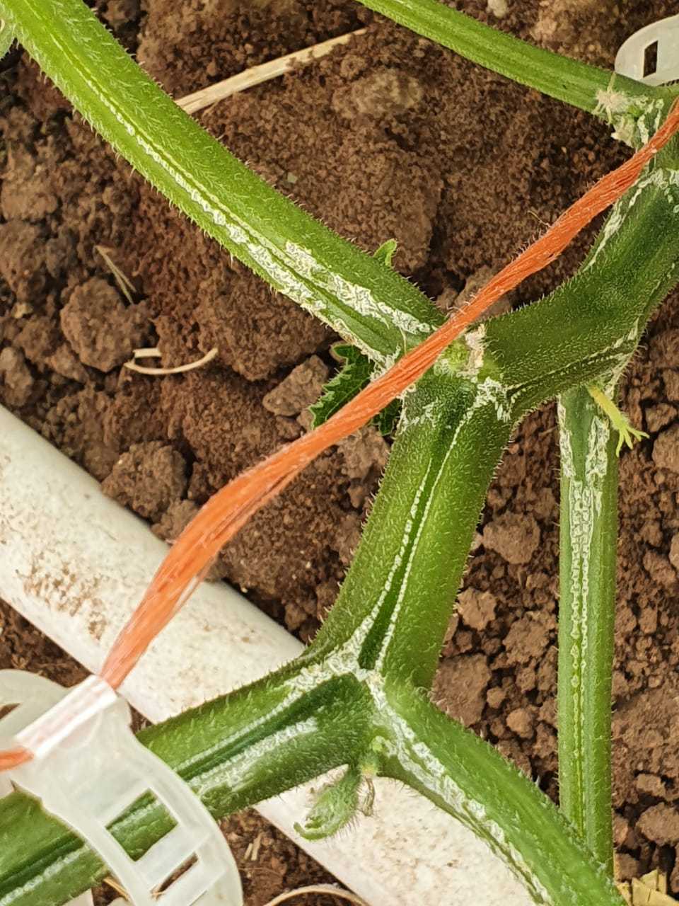 Ask a Question forum: Cucumber Stem White and Splitting - Garden.org