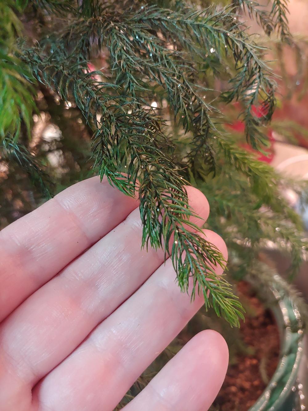 Norfolk Pine Dying in the Ask a Question forum