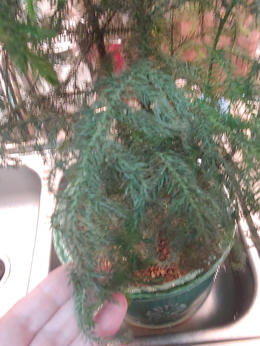 Norfolk Pine Dying in the Ask a Question forum