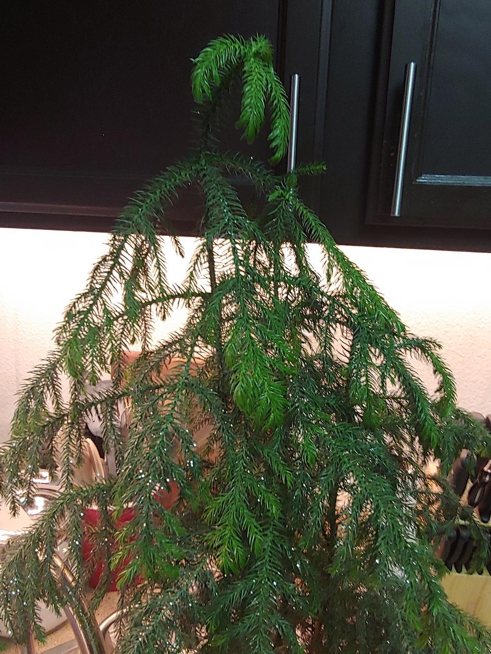 Norfolk Pine Dying in the Ask a Question forum