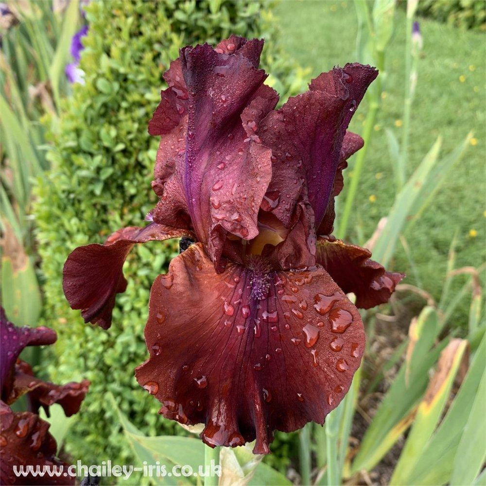 Tall Bearded Iris (Iris 'Classic Bordeaux') in the Irises Database