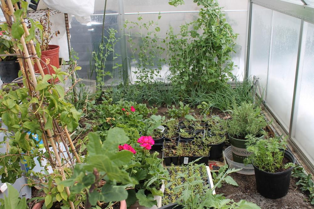Can I leave my seedlings in my greenhouse overnight before the frost