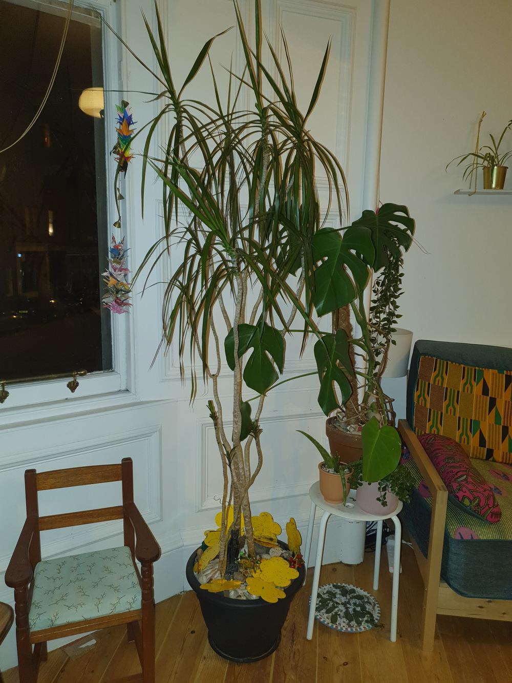 What's eating my dragon tree?! in the Ask a Question forum