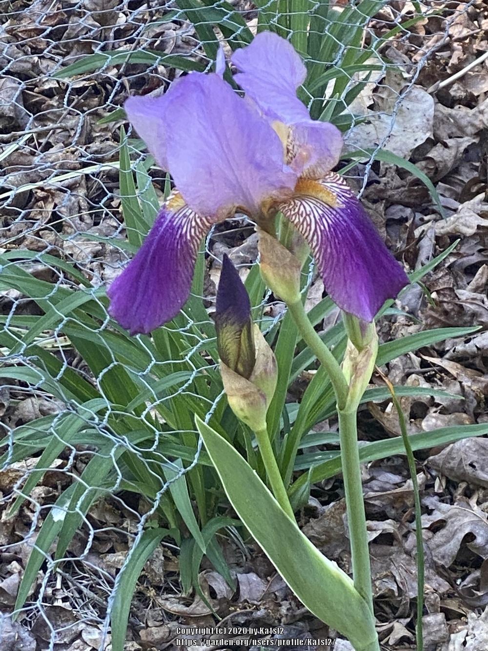 Alcazar TB iris HISTORIC in the Irises forum