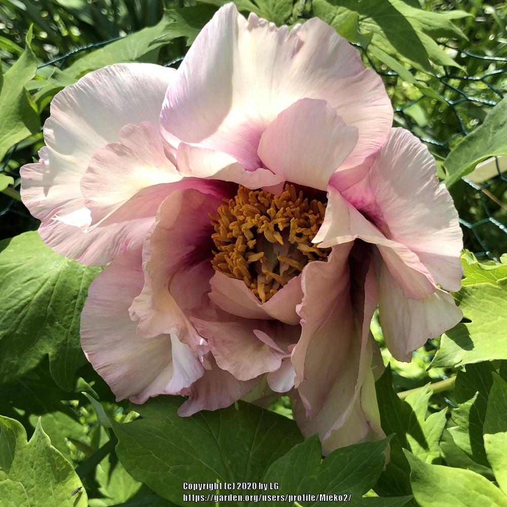 Peonies Plant Care and Collection of Varieties