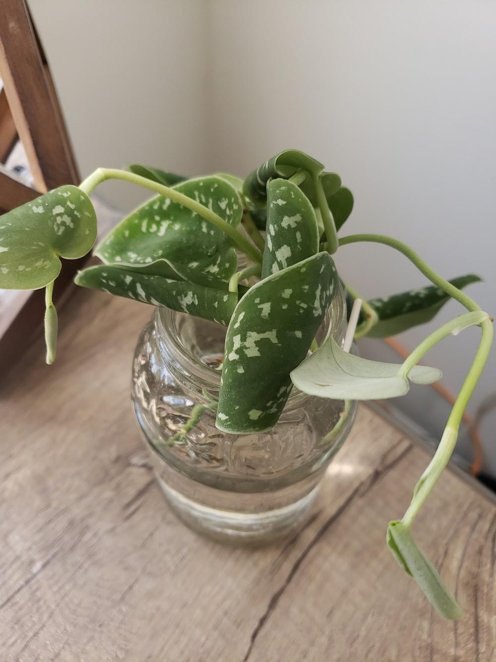 Houseplants Forum Satin Pothos Leaves Curling Up Garden Org