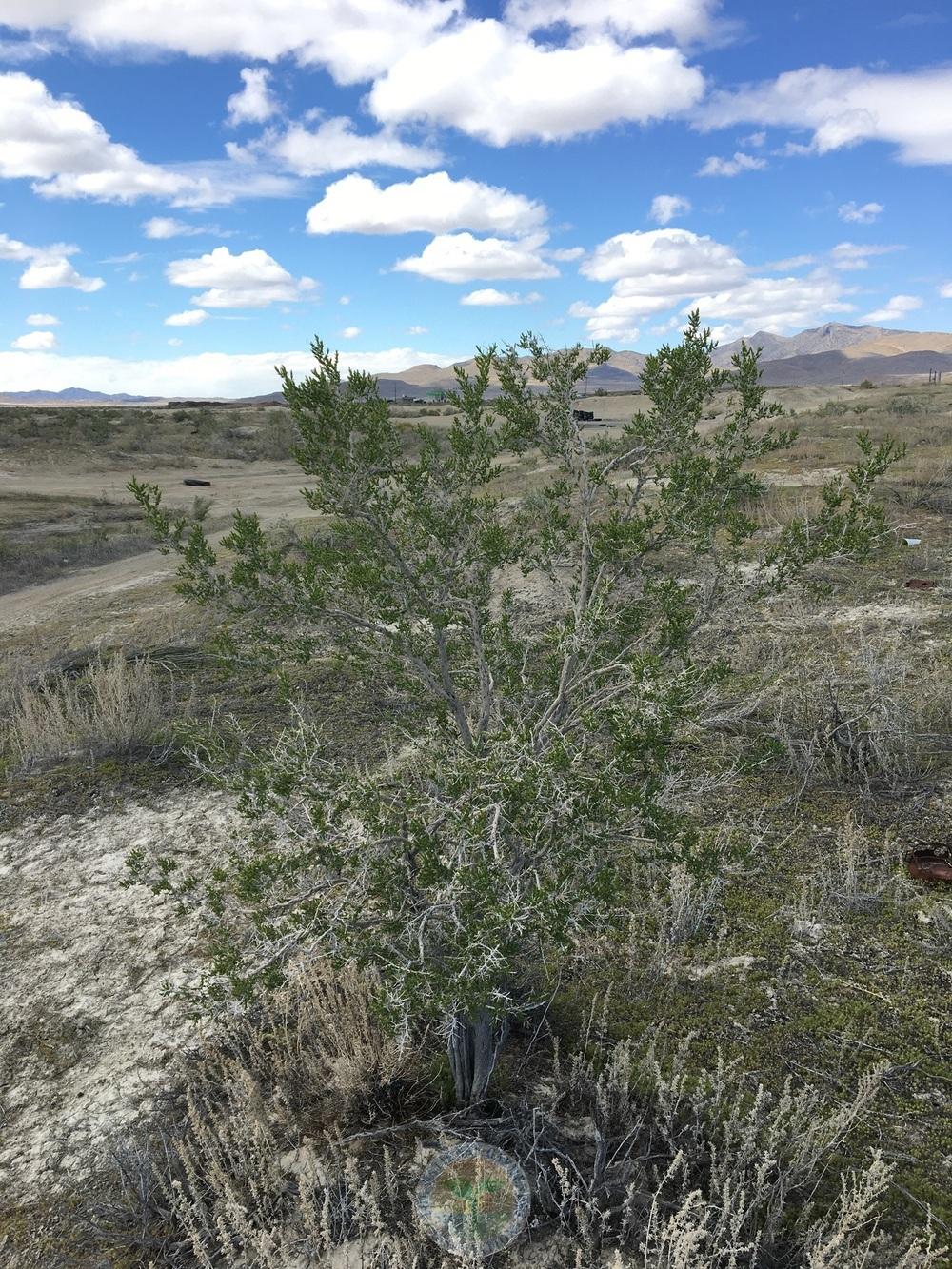 Greasewood (Sarcobatus vermiculatus)