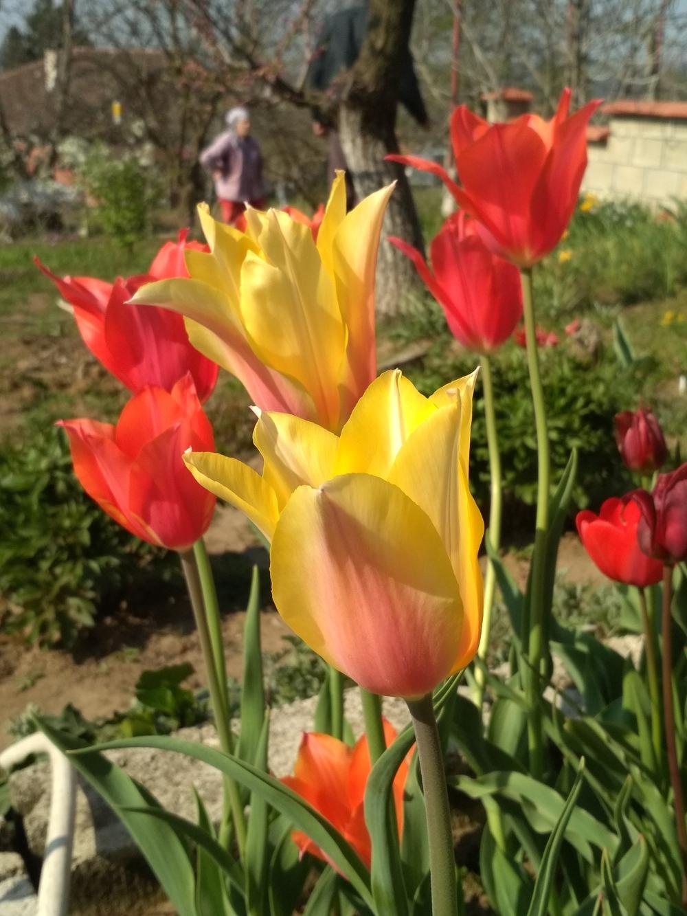 Photo of the bloom of Single Late Tulip (Tulipa 'Blushing Lady') posted