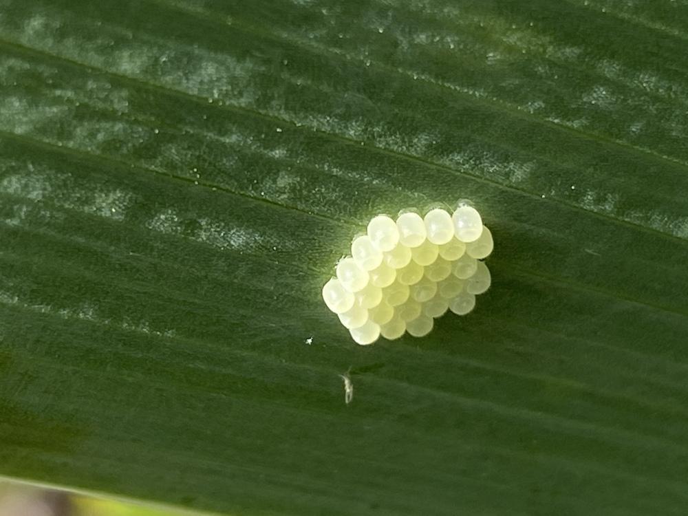 Insect egg ID in the Insect and Bug ID forum - Garden.org