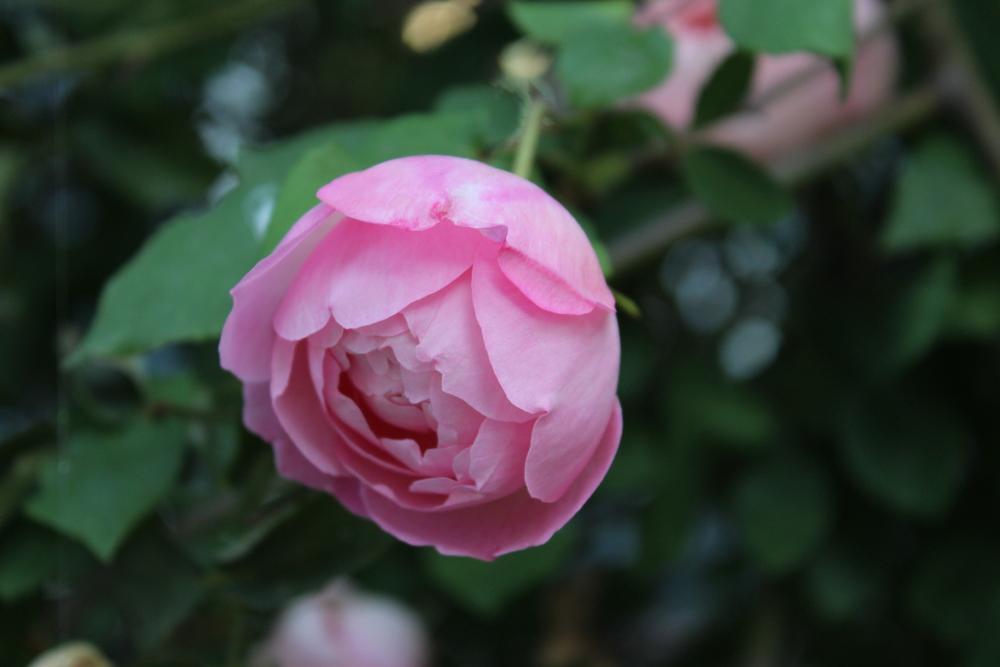 Rose (Rosa 'Duchesse de Brabant') in the Roses Database
