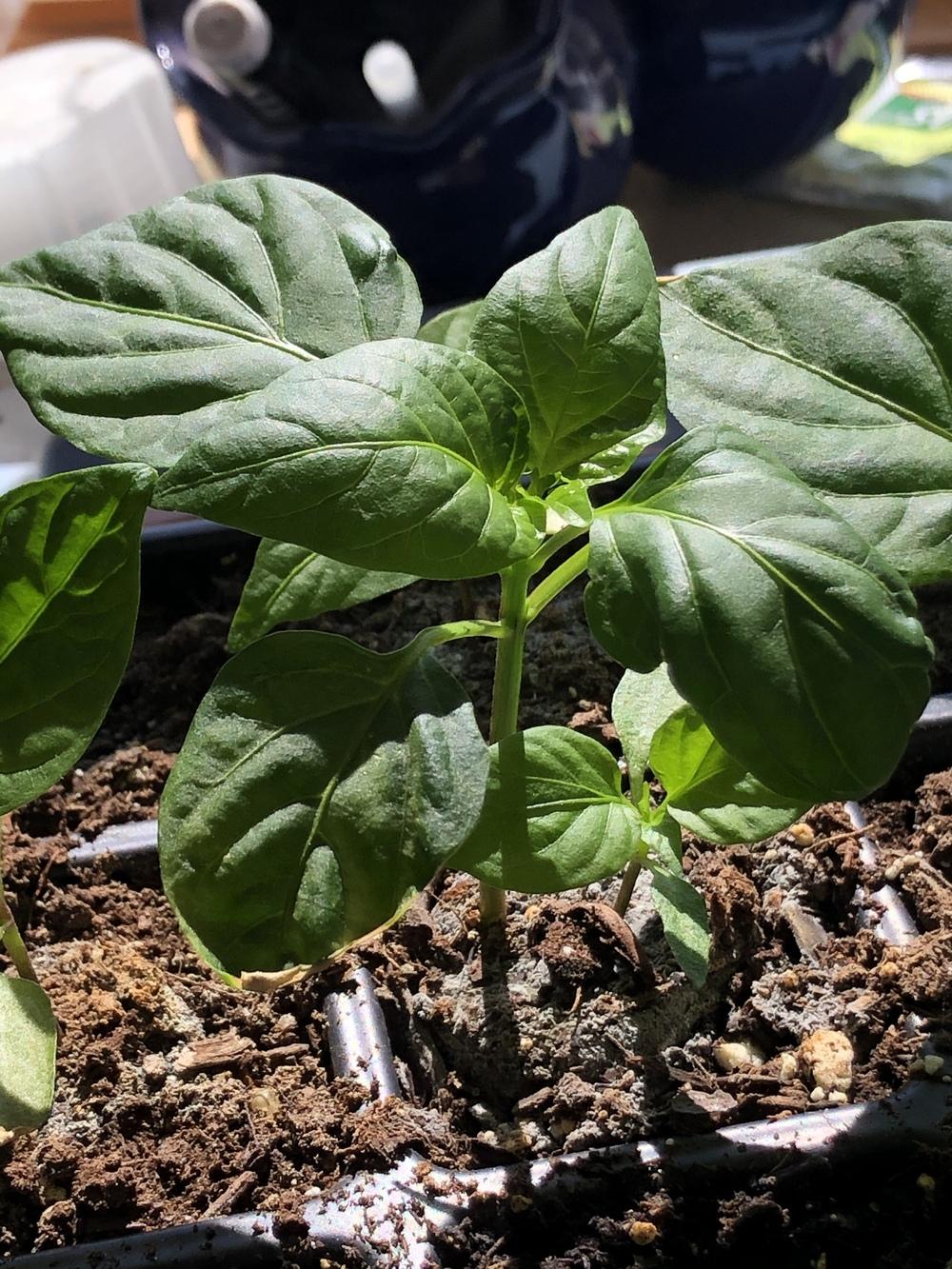 Bell Pepper (Capsicum annuum 'Bull Nose') in the Peppers Database