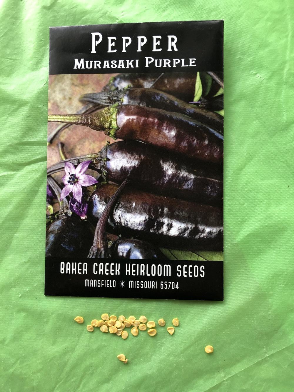 Pepper (Capsicum annuum 'Murasaki Purple') in the Peppers Database