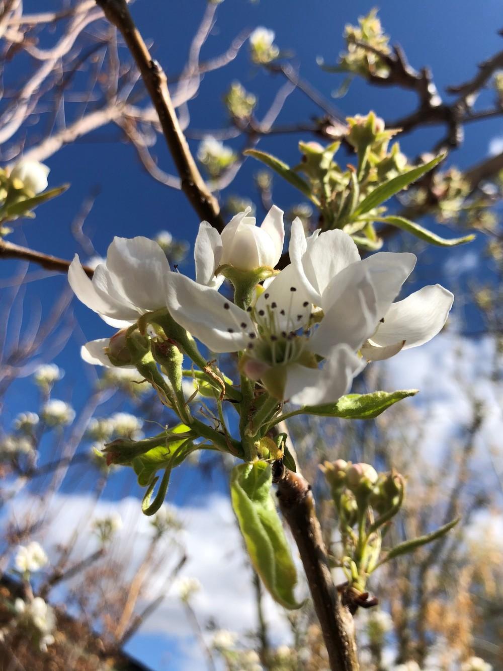 Bosc Pear (Pyrus communis 'Beurre Bosc') in the Pears Database