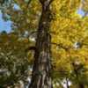 Towering trunk of a shagbark hickory in fall.  The color is worth