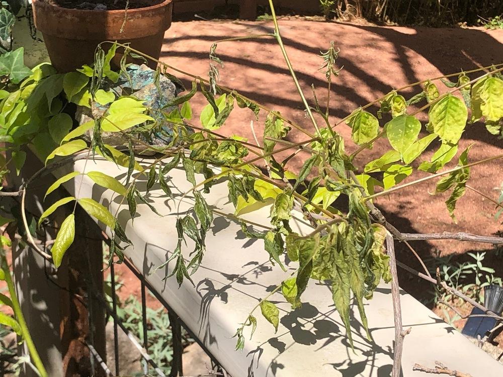 Long established wisteria dying why? in the Ask a Question forum