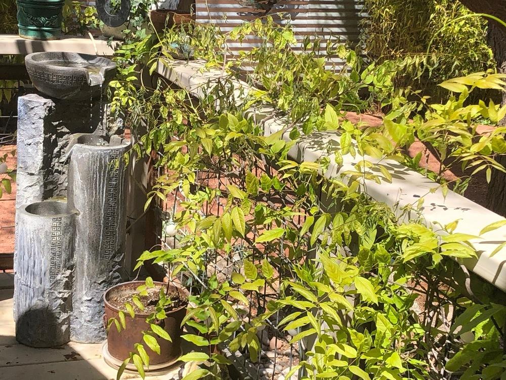 Long established wisteria dying why? in the Ask a Question forum