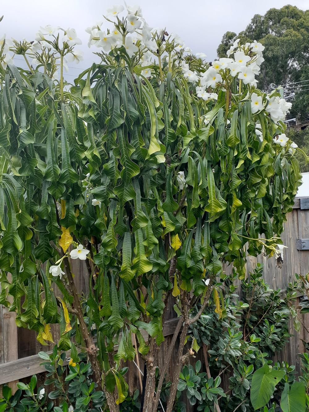 Leaves green, but drooping terribly in the Plumeria forum