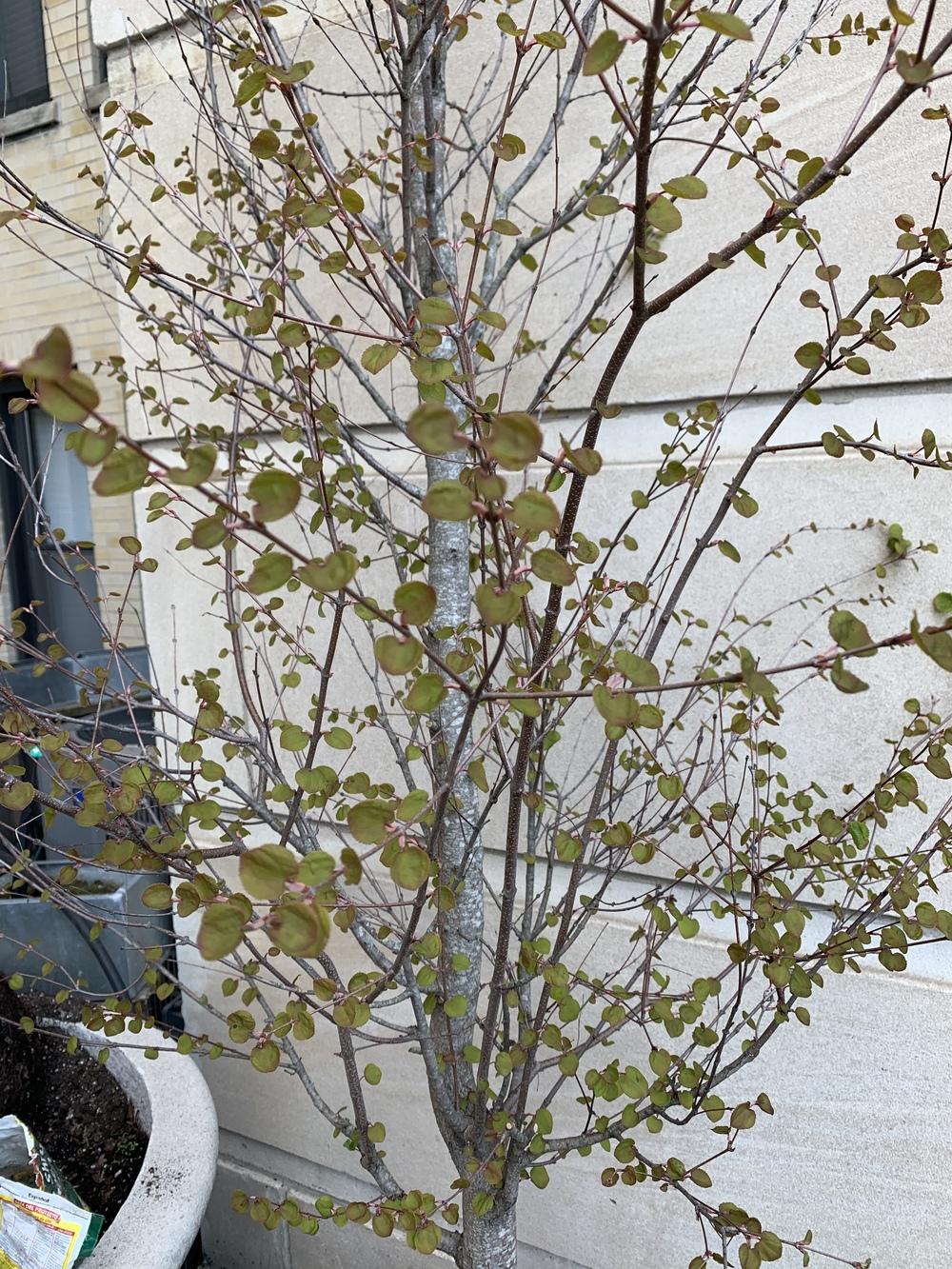 Sad Tree Types Help! Sad tree needs identifying in the Plant ID forum - Garden.org