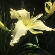 Location: 91154 Roth, GermanyDate: July 1st, 2018Lemon-coloured in this image.