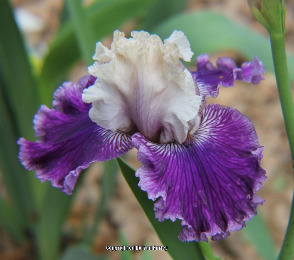 Photo of the bloom of Tall Bearded Iris (Iris 'Arabian Treasure