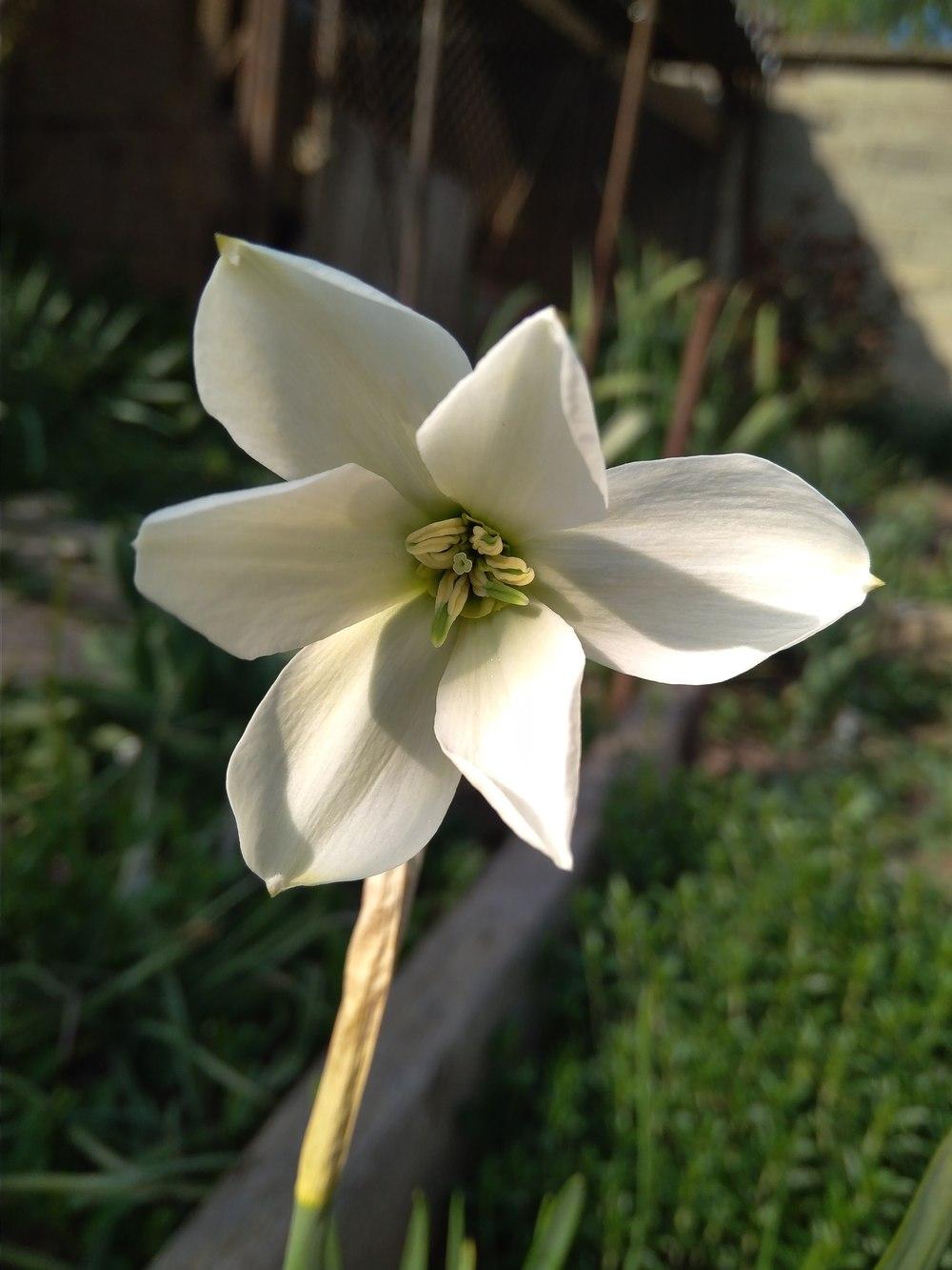 Double Daffodil (Narcissus 'Keats') in the Daffodils Database
