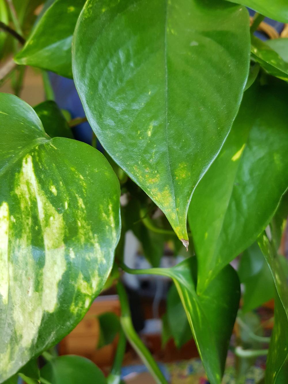 Is my Pothos dying? in the Ask a Question forum