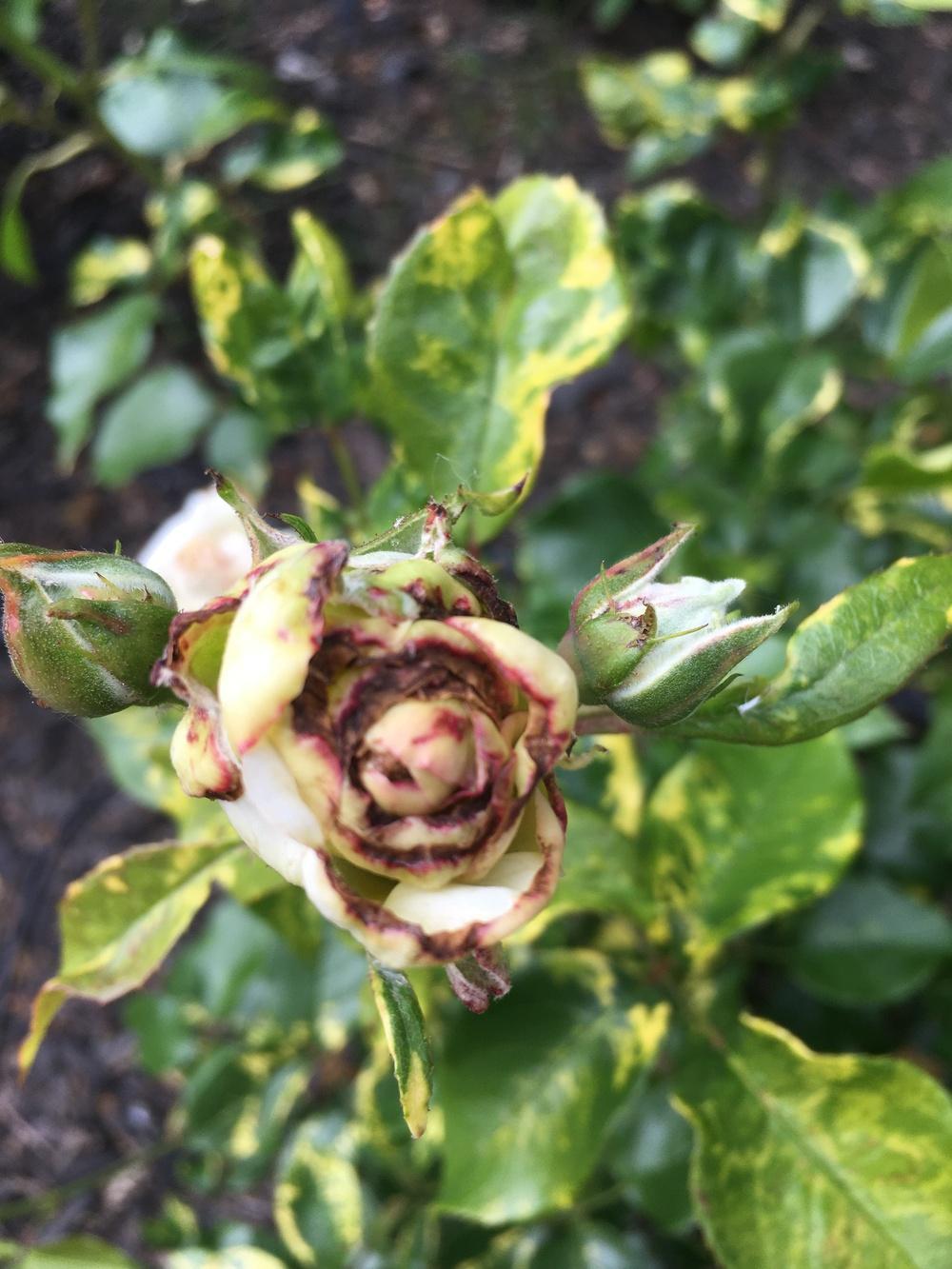 Replacing a Rose bush with RMV in the Roses forum - Garden.org