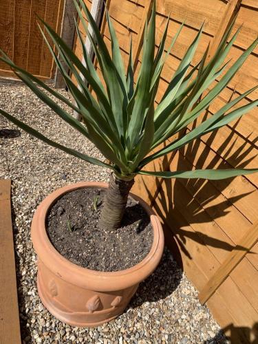 Yucca identification and help!! in the Plant ID forum - Garden.org