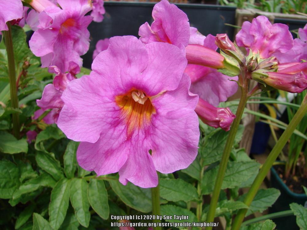 Hardy Gloxinia (Incarvillea delavayi) - Garden.org