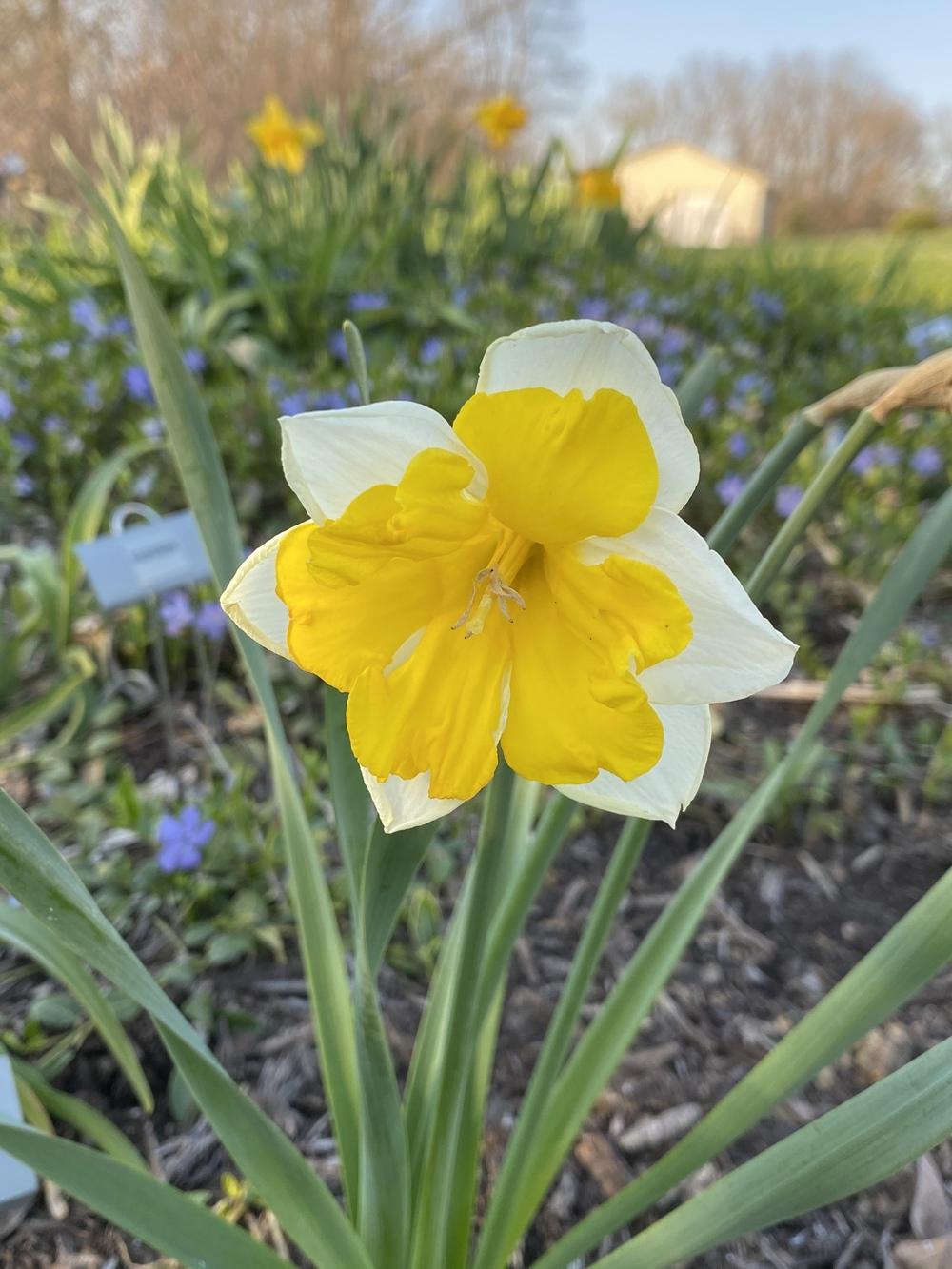 SplitCupped Collar Daffodil (Narcissus 'Orangery') in the Daffodils