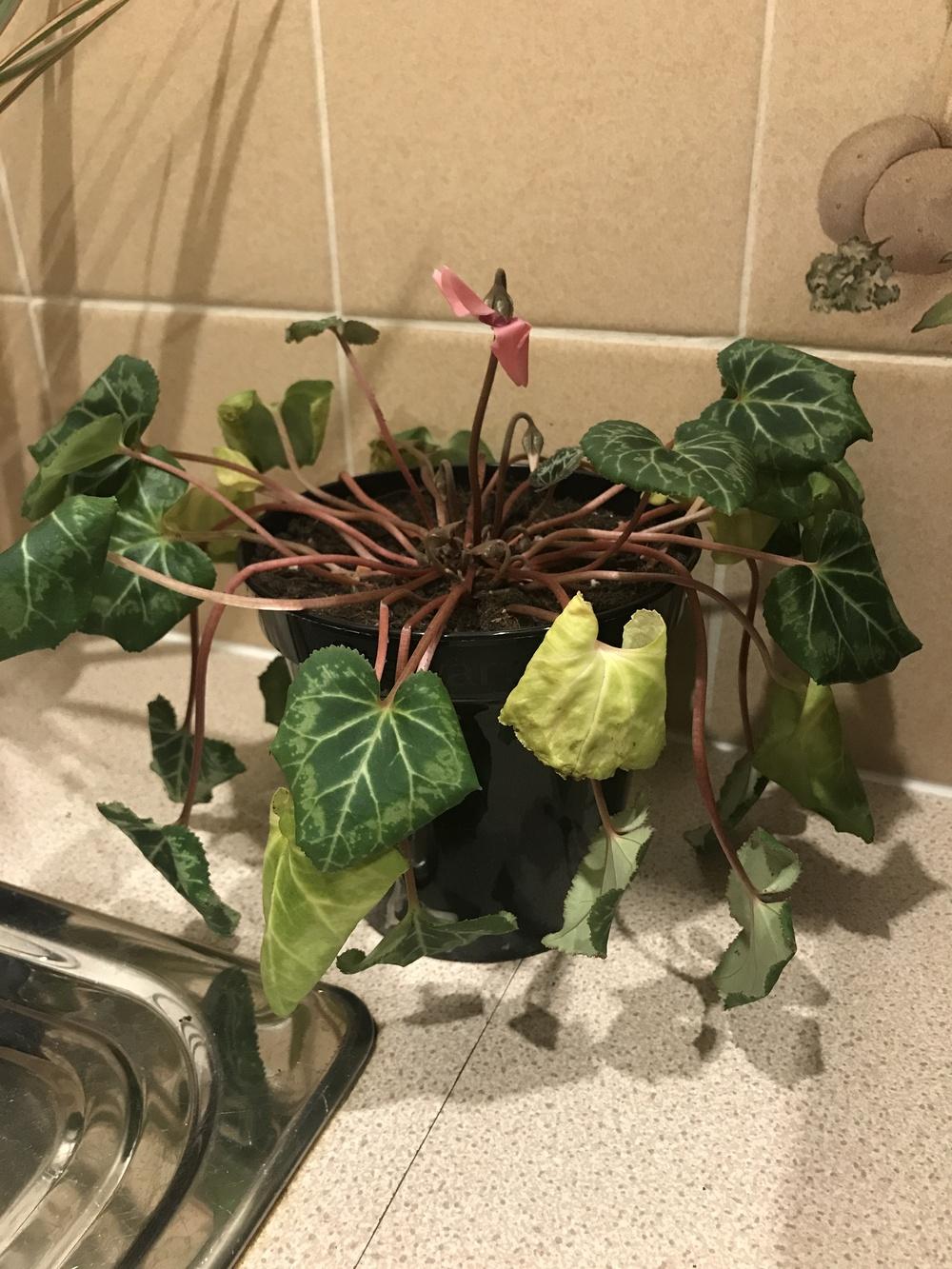 Drooping cyclamen with new blooms what should I do? in the Ask a Question forum