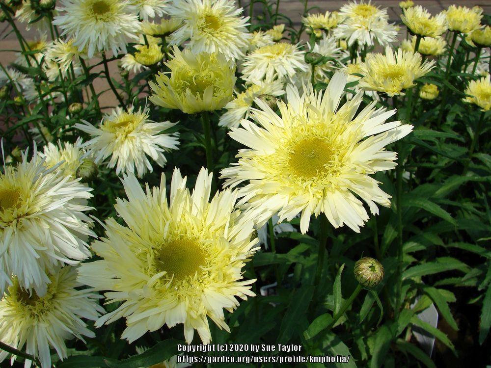 Shasta Daisies Plant Care and Collection of Varieties