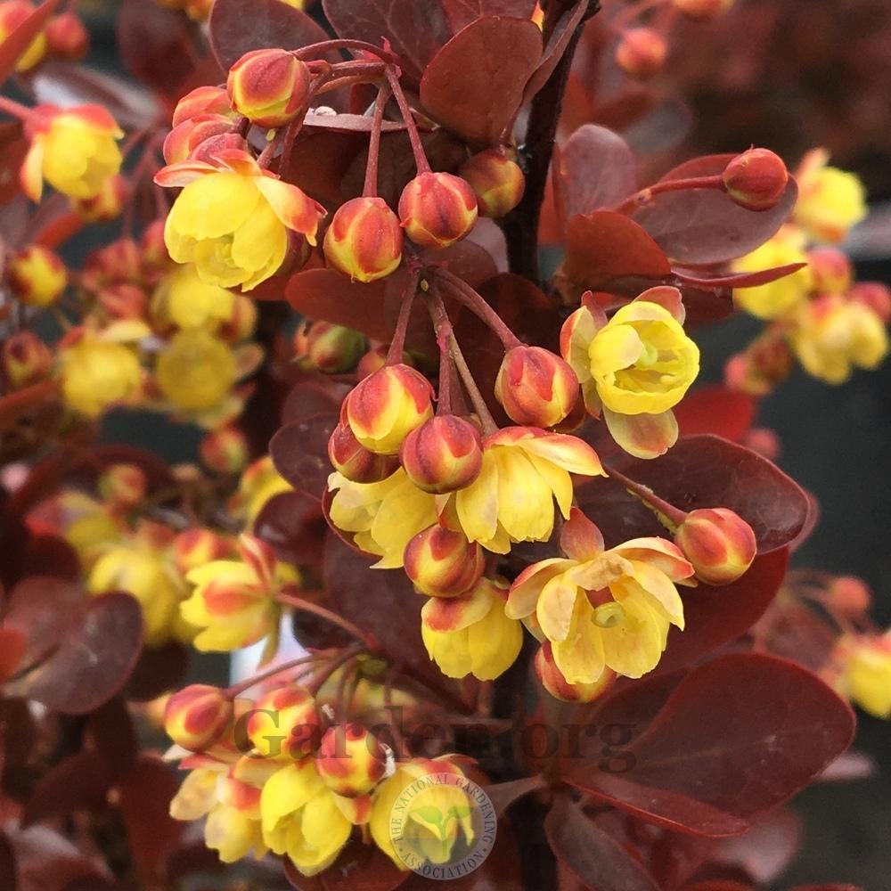 Barberries Plant Care and Collection of Varieties