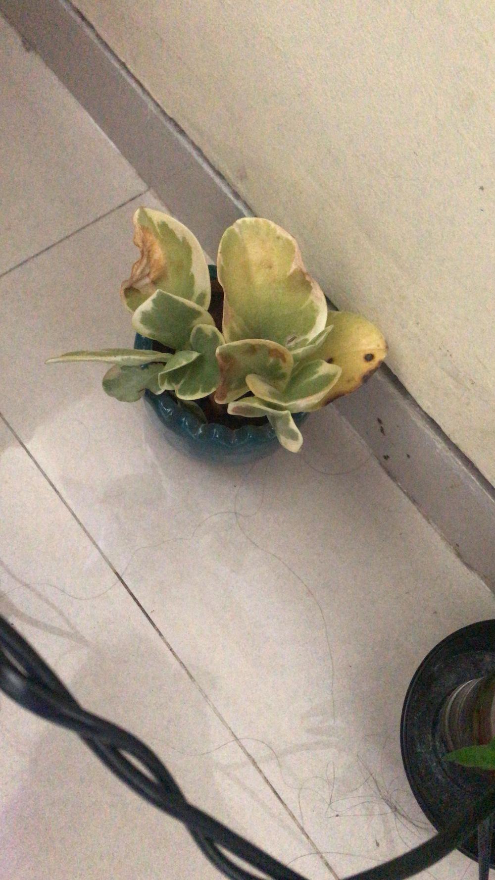 Plant dying SUDDENLY in the Ask a Question forum