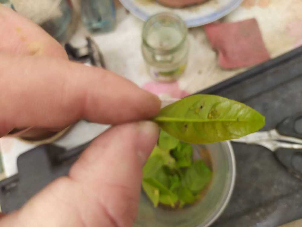 Kumquat What disease/insects is it? in the Ask a Question forum