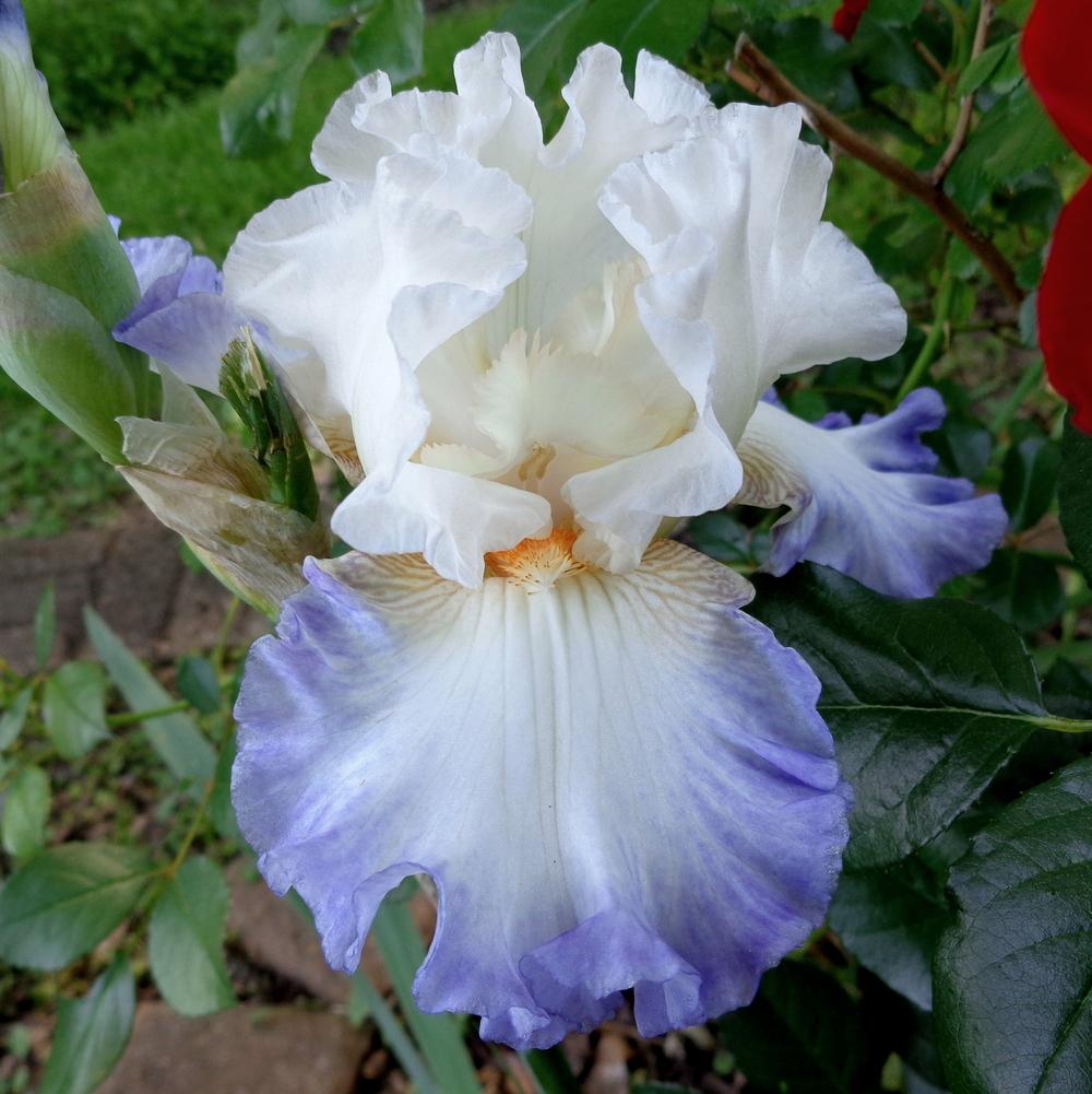 Tall Bearded Iris (Iris 'Rim of the World') in the Irises Database