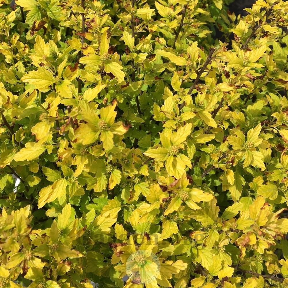 Eastern Ninebark (Physocarpus opulifolius Tiny Wine® Gold) in the