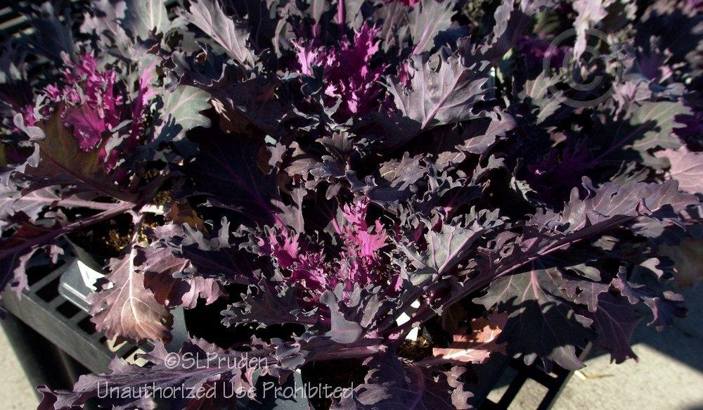 Photo of the leaves of Flowering Kale (Brassica oleracea 'Coral Queen