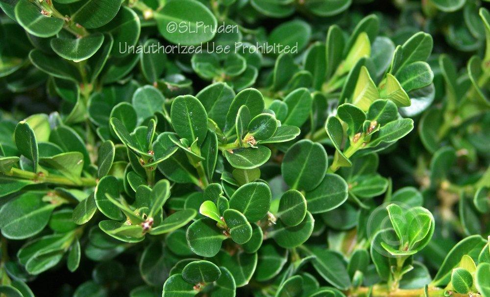 Boxwood (Buxus sempervirens 'Cranberry Creek')