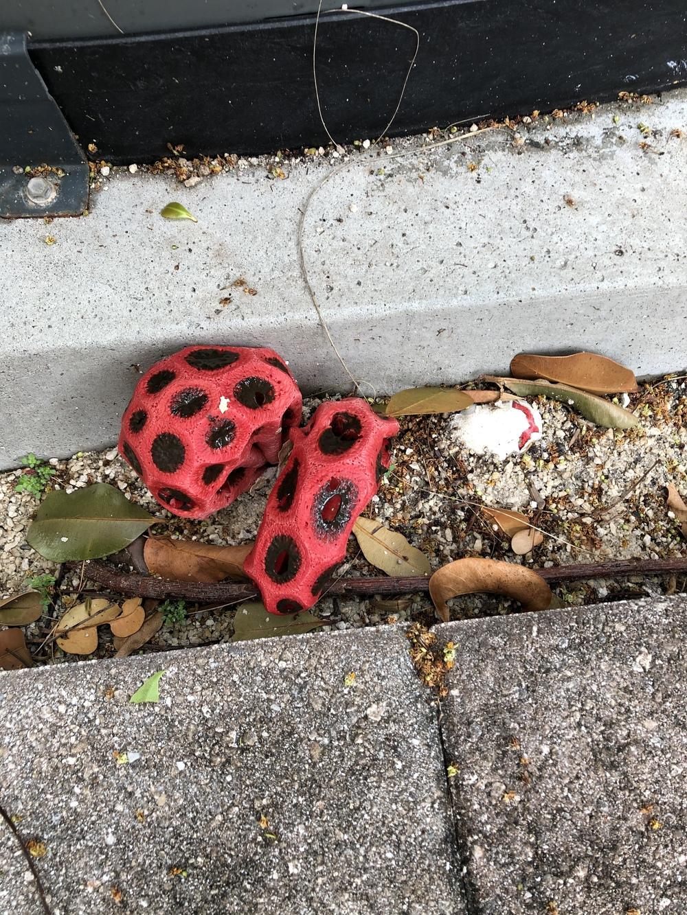 Ufo in the Plant ID forum