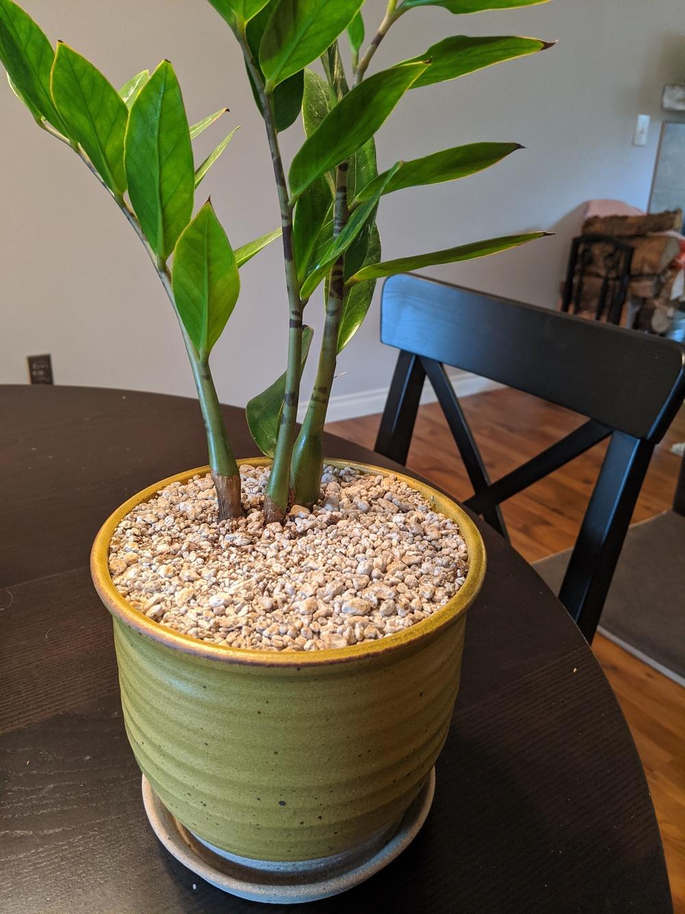 Zz plant stem rot? Help! in the Ask a Question forum