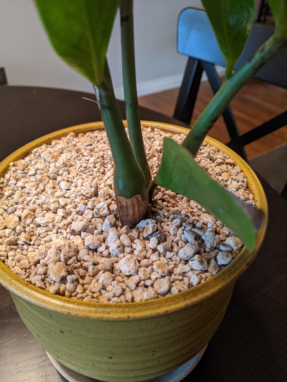 Zz plant stem rot? Help! in the Ask a Question forum