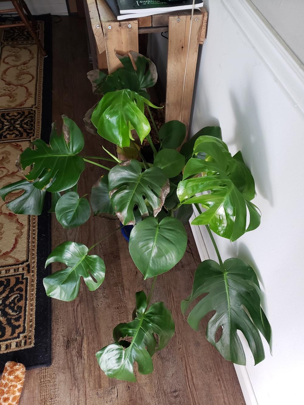 Houseplants Forum Monstera New Growth Shiny Bright Green Garden Org