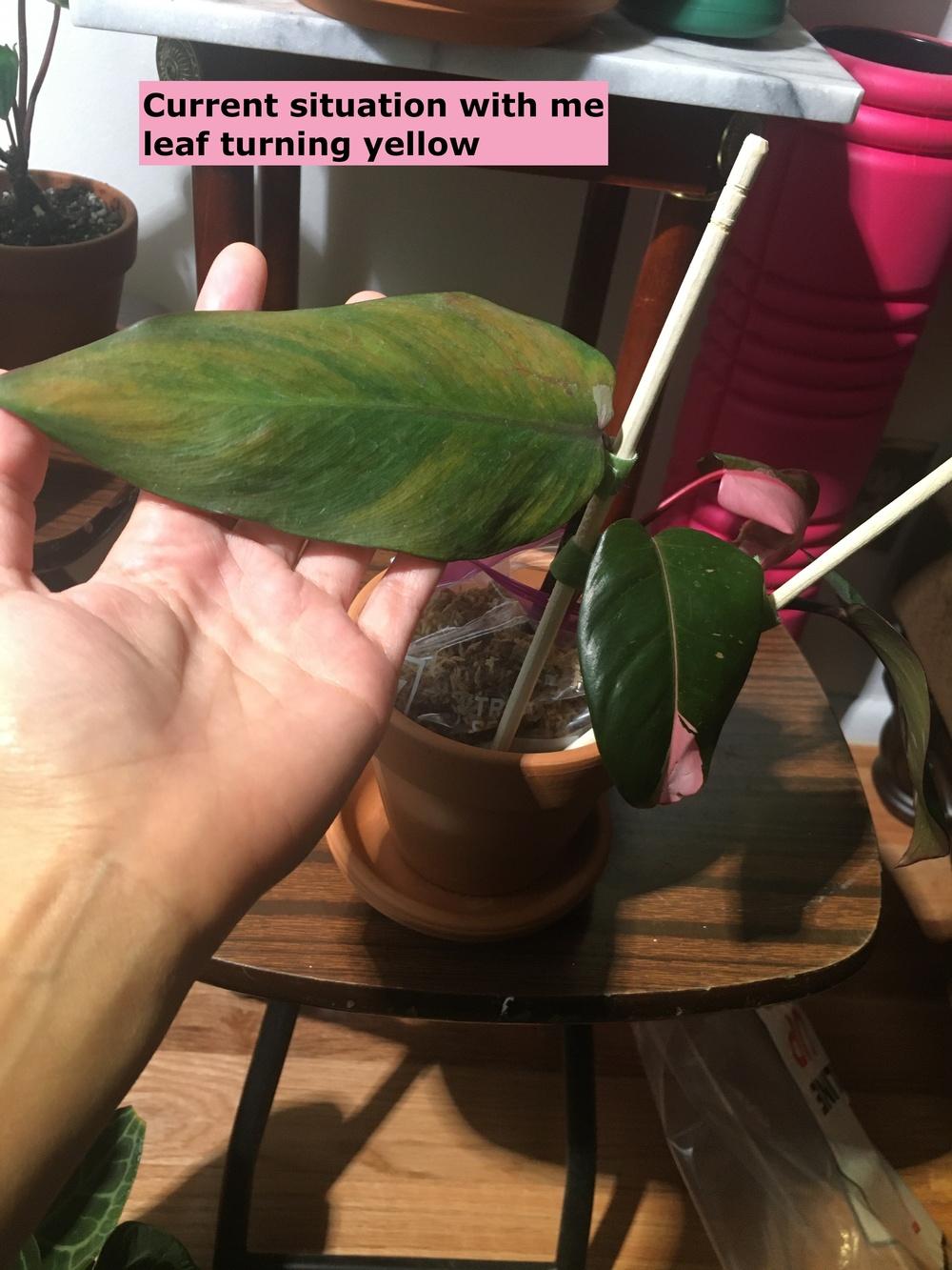 Help Rehabbing a ppp. Should I cut off leaf? in the Philodendrons