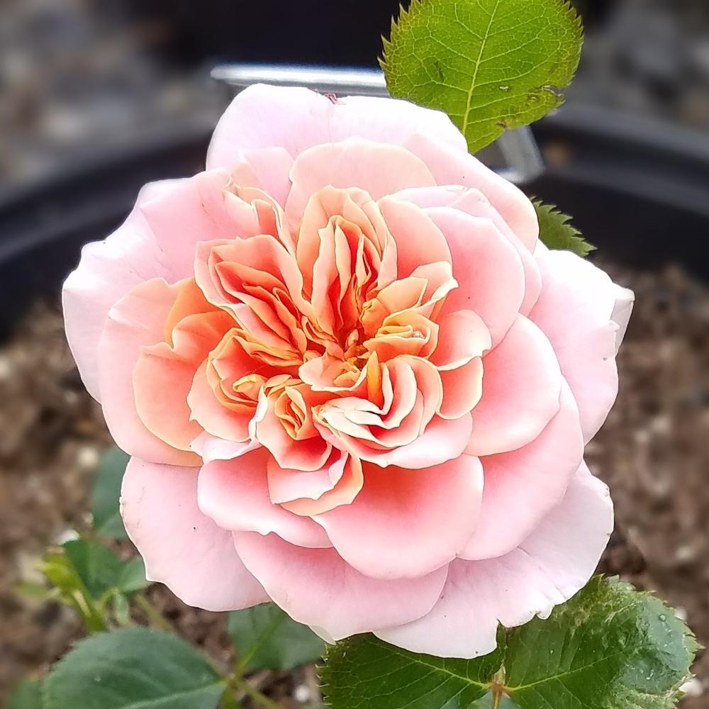 Rose (Rosa 'Prairie Sunrise') in the Roses Database