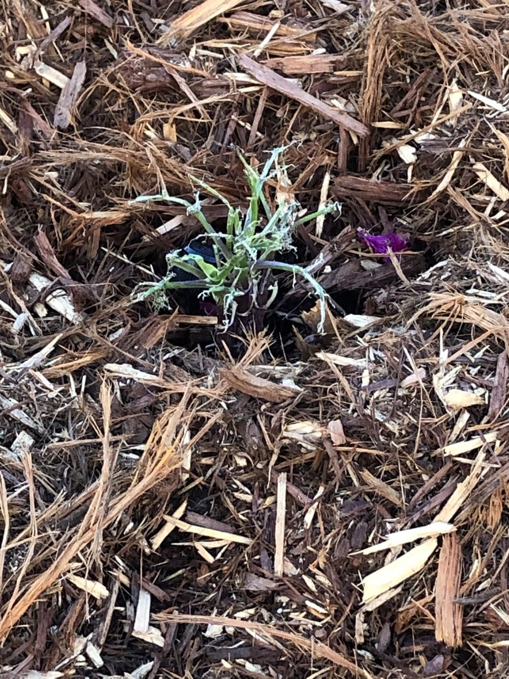 Daffodil leaves being eaten in the Ask a Question forum